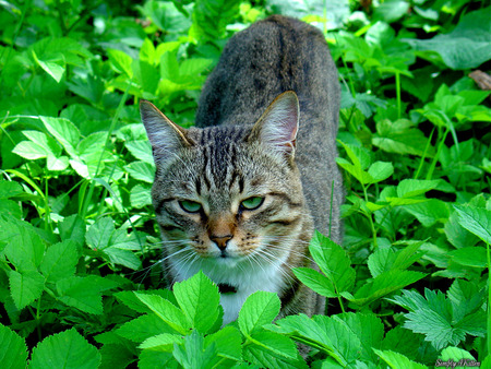 Exploring... - animal, kitten, cat, sweet, feline, nature, green, grass