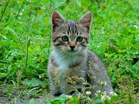 Exploring the world.. - animal, nature, kitten, feline, green, grass, sweet, cat