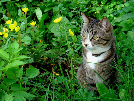 In my garden... - Cats & Animals Background Wallpapers on Desktop Nexus ...