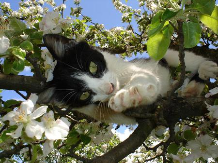 Calico on tree - cat, feline, calico, kitten, nature, green, animal, sweet, tree, grass