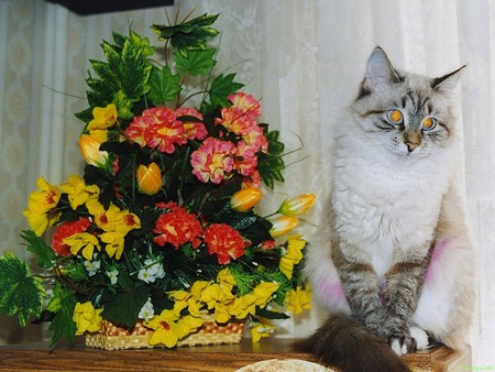 Posing for the photography - cat, feline, bouquet, still life, kitten, nature, green, animal, sweet, grass, flower