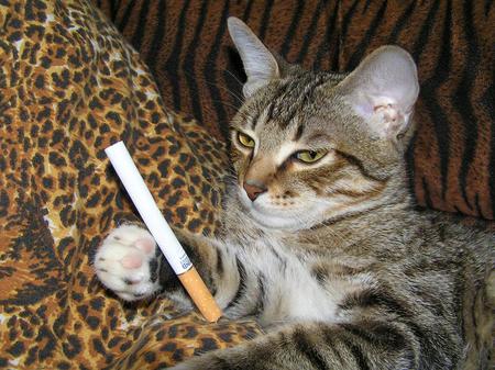 Don't smoke, please!! You don't have 7 lives... - grass, sweet, cat, animal, nature, kitten, green, feline, cigarette