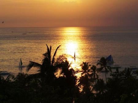 Sailing into the Sunset - ocean, palm trees, boats, sunset, sailing