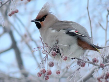 Bird in forest - fly, animal, nature, bird