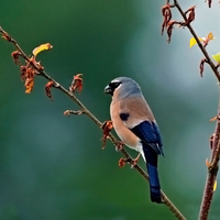 Lonely bird in forest