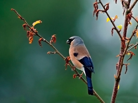 Lonely bird in forest - nature, forest, animal, bird, fly