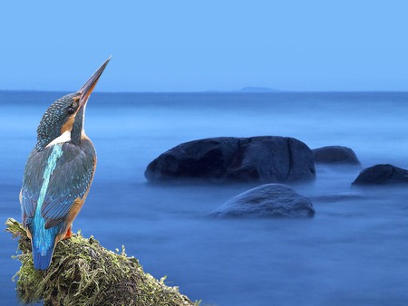 Sea bird - bird, river, animal, water, nature, fly, lake