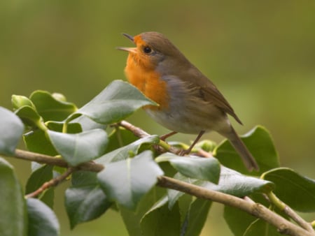 Orange bird - fly, animal, nature, bird