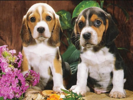 Beagle brother's couple - beagle, puppy, dog, animal, pet, flower