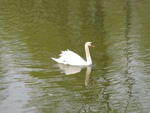 Lonely swan