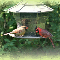 Cardinal Pair at Feeder F1