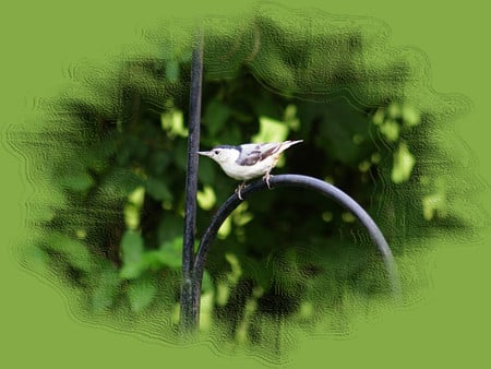 White-breasted Nuthatch - Bird - bird, animal, avian, photography, photo, nuthatch, wildlife