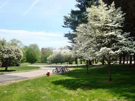 bike trail - nature, fields, bike, outdoors