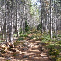 High Forest Trail