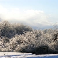 Ice on the branches