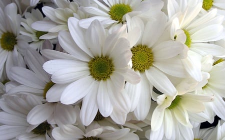 White daisies - daisy, flower, nature, margarita