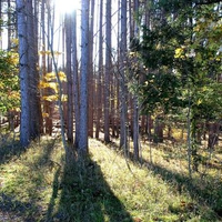 Sun through the trees