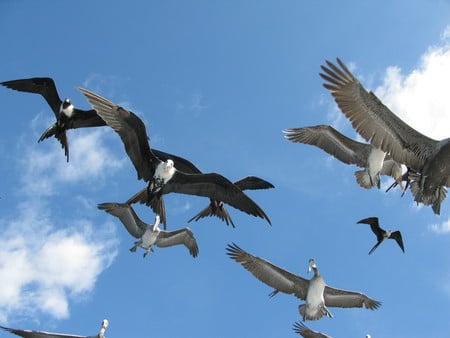 Birds In flight 1 - flight, attack, pelicans, birds