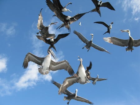 Bird in Flight 2 - bird, attack, pelicans, flight