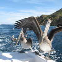 Pelicans want food