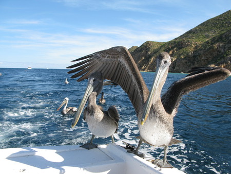 Pelicans want food - birds, hungry, food, pelican, mexico