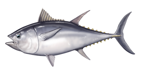 Tuna - tuna, deep sea fishing, yellow fin, giant tuna, montauk, big eye, fish, blue fin