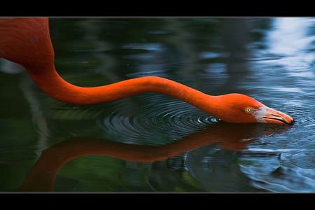 For You My Dear Helen ( Caramelie) - bird, birds, animal, beautiful, drink water, orange, flamingo