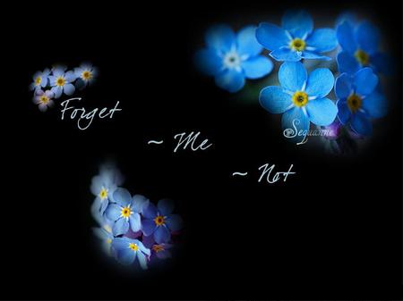 Forget me not - abstract, blue, flowers, forget me not, black