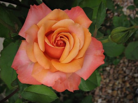 Rose - nature, flowers, roses, pink