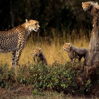 CHEETAH FAMILY