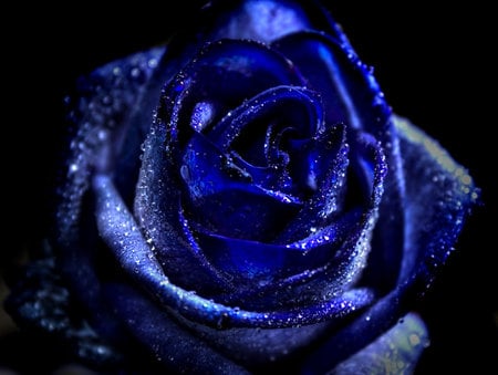 Blue Rose - flowers, nature, blue, forever, plants, rose, flower