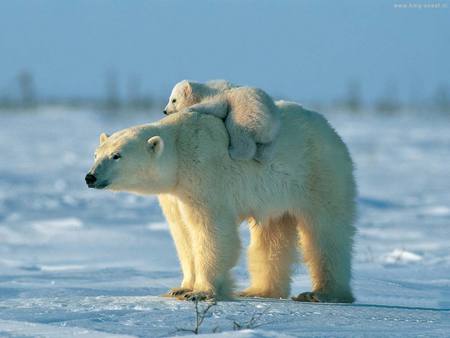 Polarbear - artic, cub, polarbear, snow