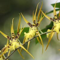 Orchids for rosarina