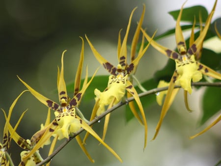 Orchids for rosarina - orchids, flori, orquidea, flor, galben, nature, yellow, orhidee, amarillo, flower