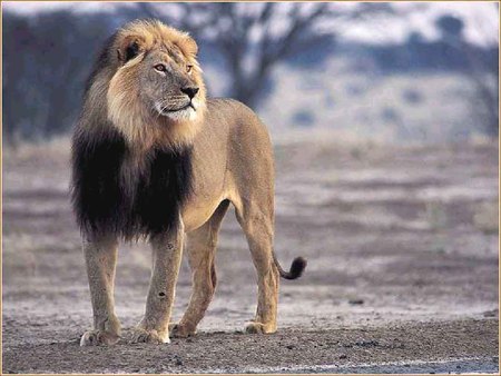 Lion - great plains, proud, lion, king of the animals