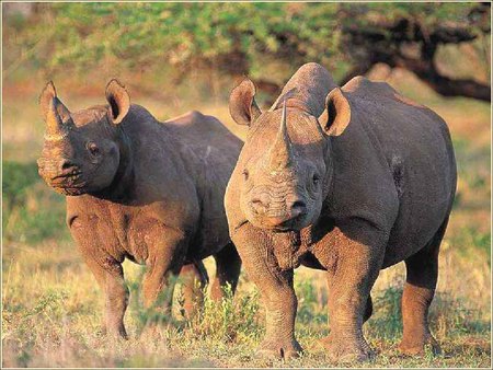 Rhino's - rhino, big, great planes, pointy nose