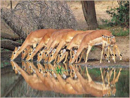 impala's - drinking, impala, many, river