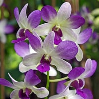 Orchids 