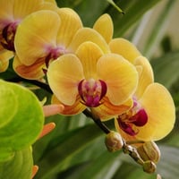 Orchids