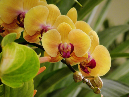 Orchids - orchids, flori, orquidea, rojo, flor, galben, nature, orhidee, yellow, amarillo, red, rosu, flower