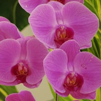 Orchids