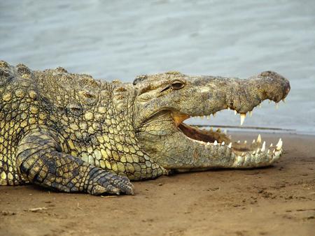 Crocodile-on-the-shore - shore, animal, danger, reptiles, crocodile