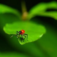 Insect-on-green-leaf