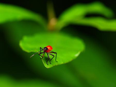 Insect-on-green-leaf - ant, macro, red, green, animal, insect, leaf