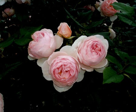 roses - garden, lovely, roses, pink