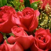 Beautiful roses