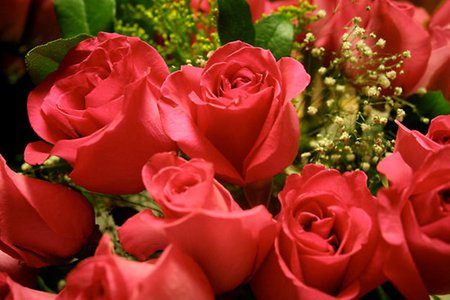 Beautiful roses - roses, beautiful flowers, rose, beauty, bouquet