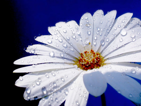 Daisy - white, nature, beautiful, daisy, flower