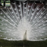 White Peacock