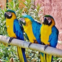 THREE MACAWS ON A LIMB